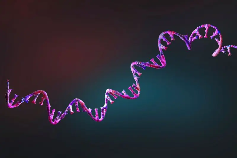 Amino Asitler ve Peptitler