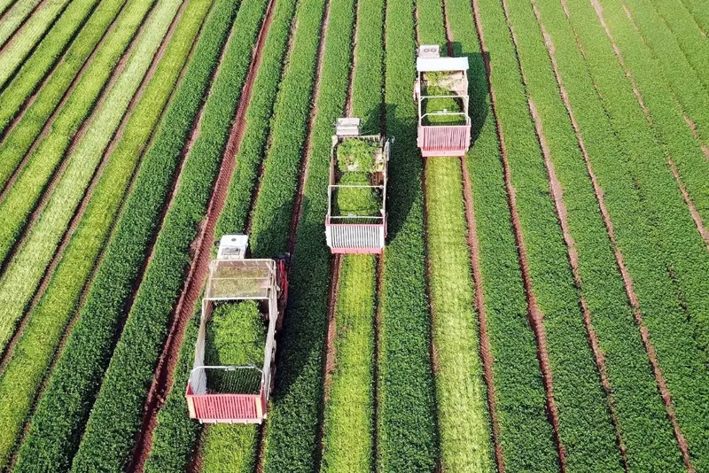 Tarım