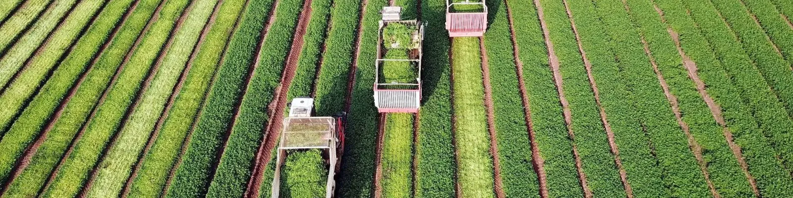 Tarım