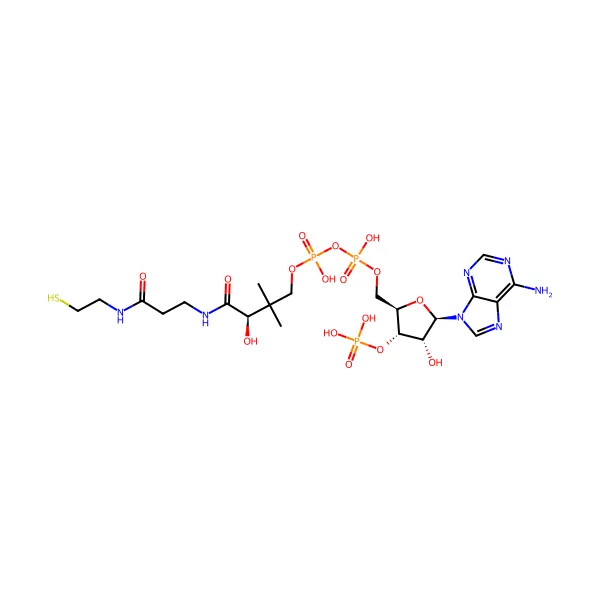 Koenzim A molekül yapısı — CAS 85-61-0